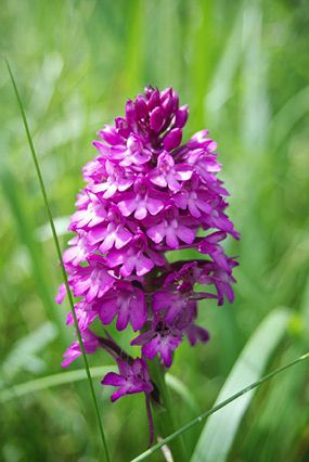 Orchis pyramidal,
Gevrey-Chambertin Orchis pyramidal,
Gevrey-Chambertin