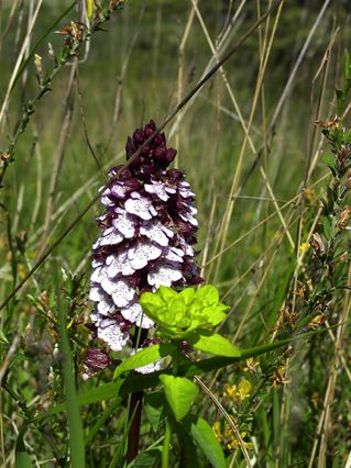 Orchis pourpre,
canton de Gevrey-Chambertin Orchis pourpre,
canton de Gevrey-Chambertin