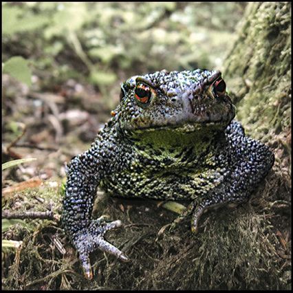 Crapaud commun,
canton de Gevrey-Chambertin Crapaud commun,
canton de Gevrey-Chambertin