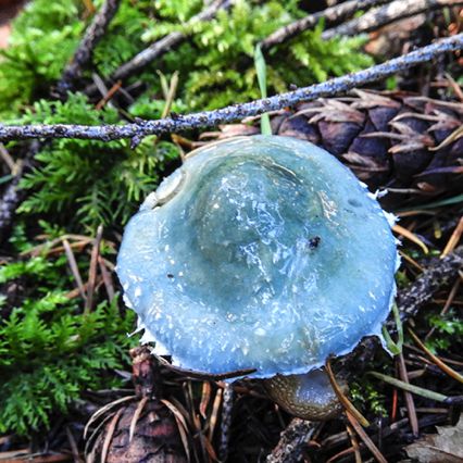 Stropharia caerulea,
Curley Stropharia caerulea,
Curley