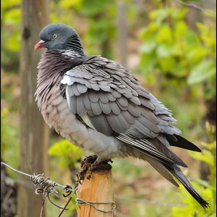 Pigeon ramier,
Columba palumbus,
Gevrey-CHambertin