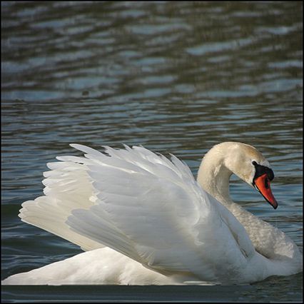 Cygne,
Brochon Cygne,
Brochon